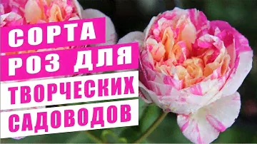 СОРТА РОЗ ДЛЯ ТВОРЧЕСКИХ САДОВОДОВ. ROSE VARIETIES FOR CREATIVE GARDENERS.