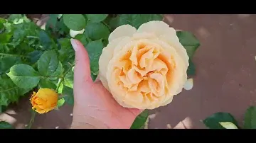 ЧТО ПРОИСХОДИТ СЕЙЧАС С РОЗАМИ,  ПОСАЖЕННЫМИ В ЖАРУ. РОЗА 🌹 ТЕРРАКОТА, МОДЕРН АРТ, БРАУНИ И ДР.