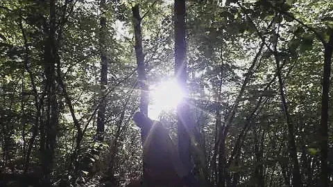 Артхаус. Лес